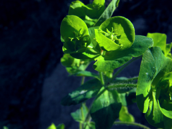 Euphorbia amygdaloides